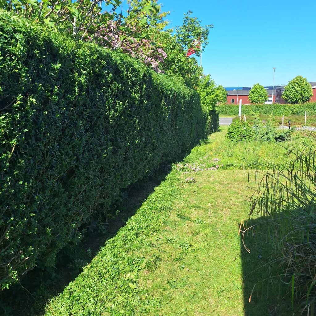 Endnu en #hæk i #Allinge klippet. Oprydning i…