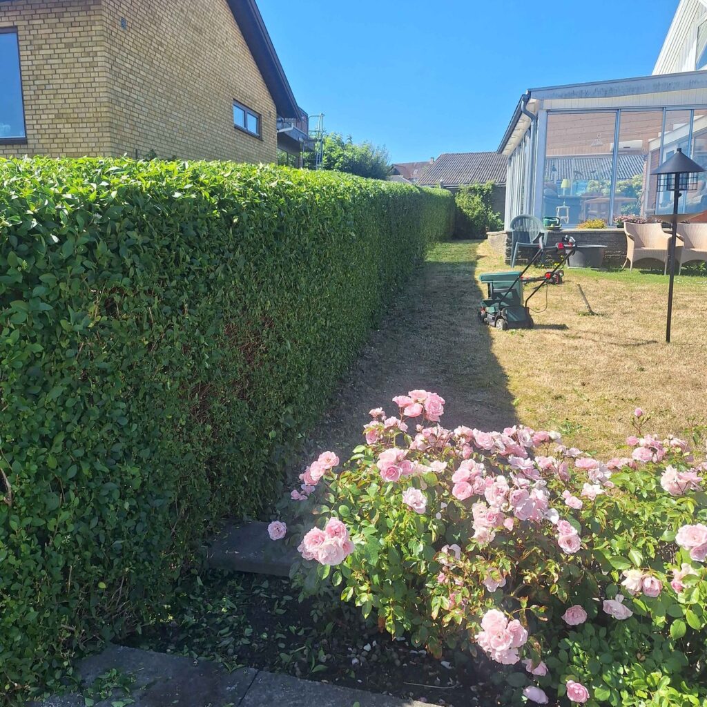 Hækklipning af #liguster i #tejn. Vejret var skønt…